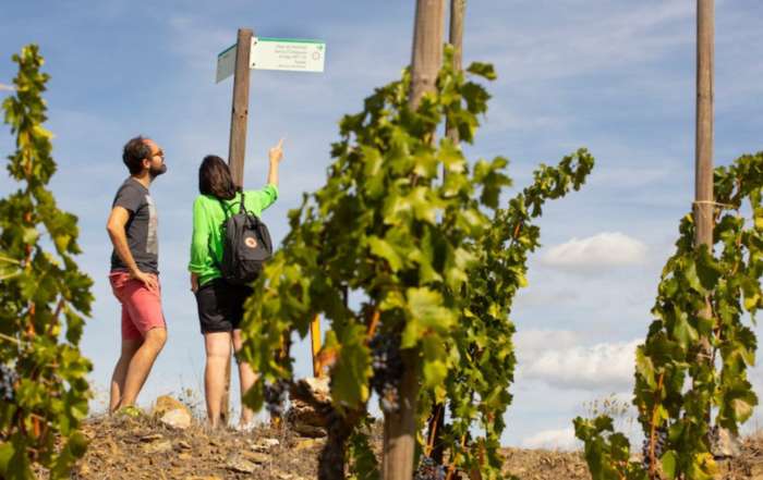 FINE #WineTourism Marketplace