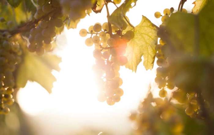 FINE #WineTourism Marketplace